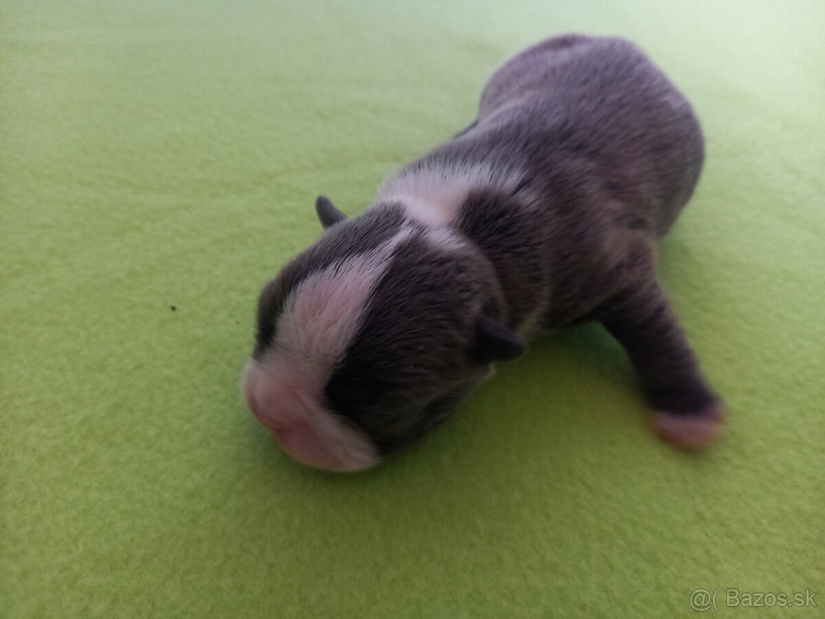 Boston,Bostonský terrier,Boston terrier - 4