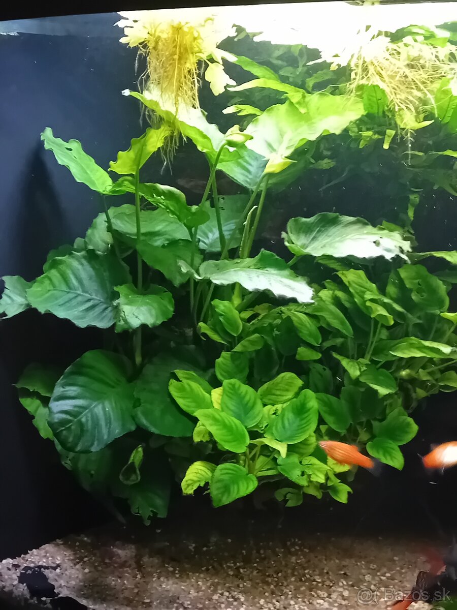 Rohové akvárium - 4