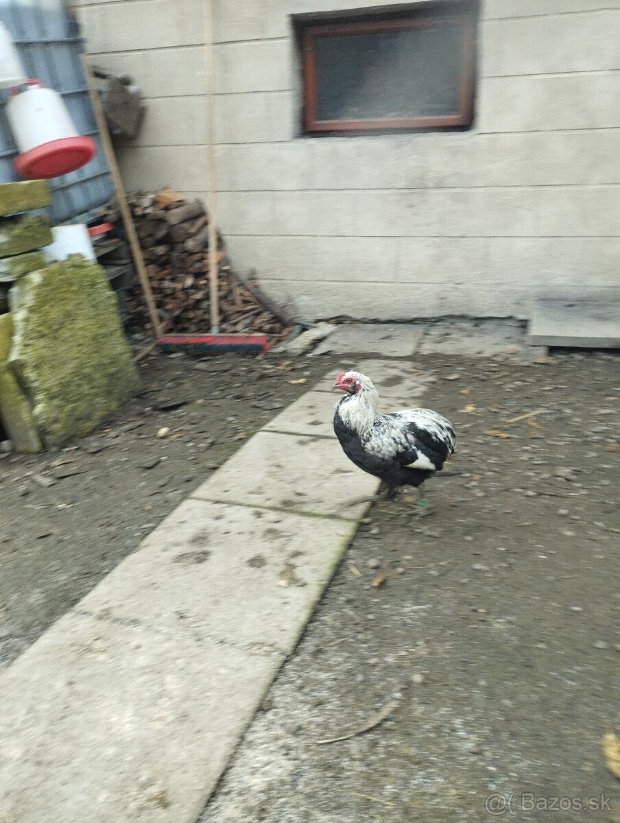 Araucana araukana - 4