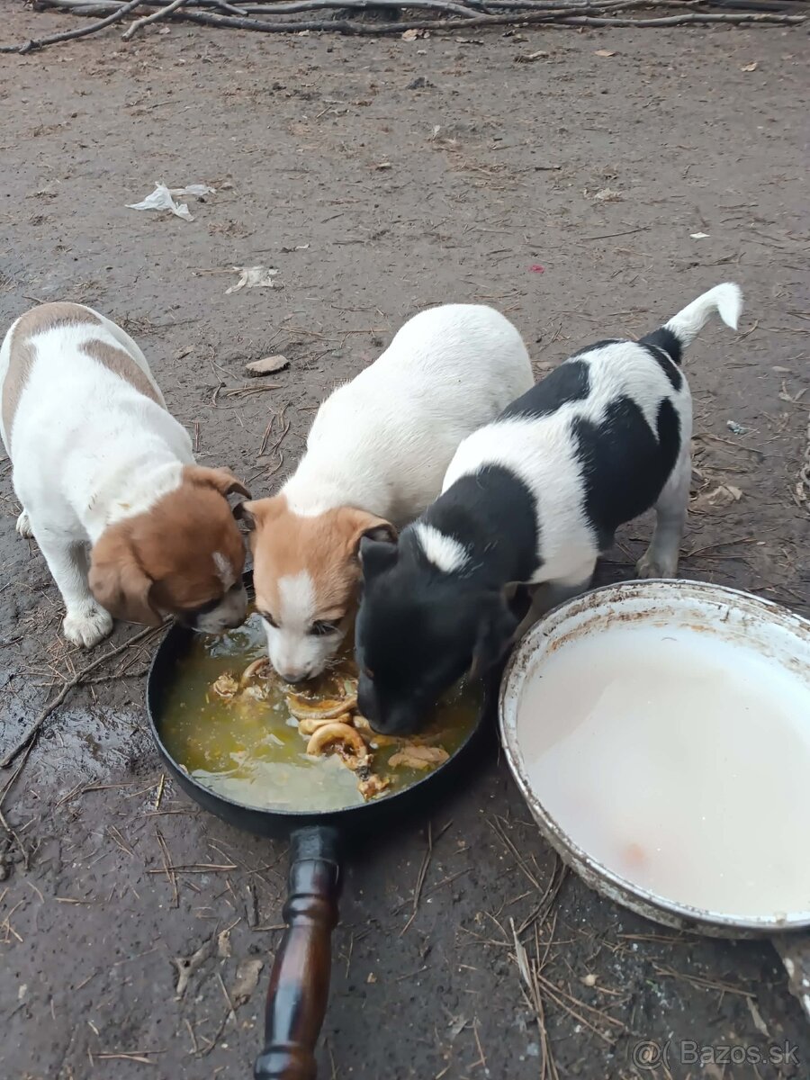 Predám 1-mesačné šťeniatka - 4