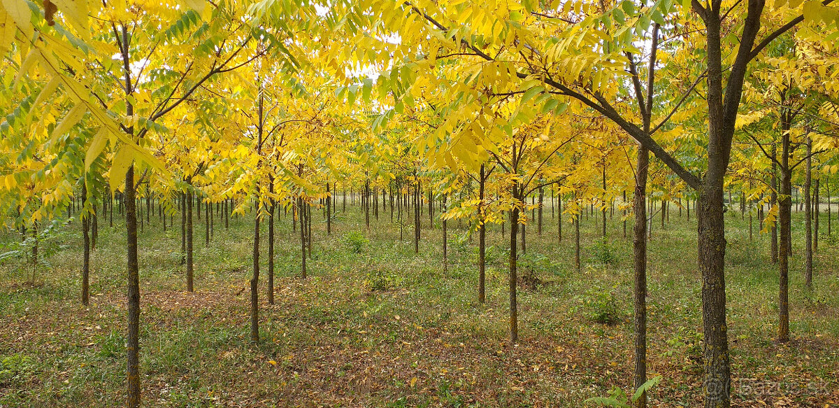 Orech čierny - sadenice. Orech čierny - Kotora - 4