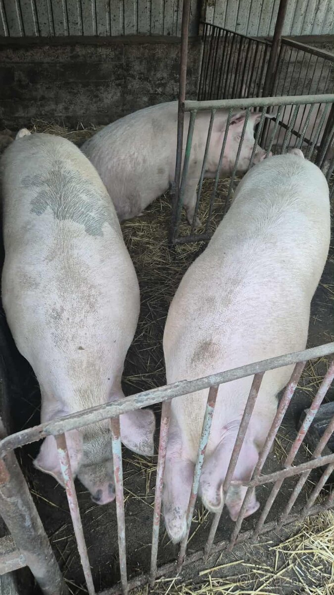 predám svine - 4