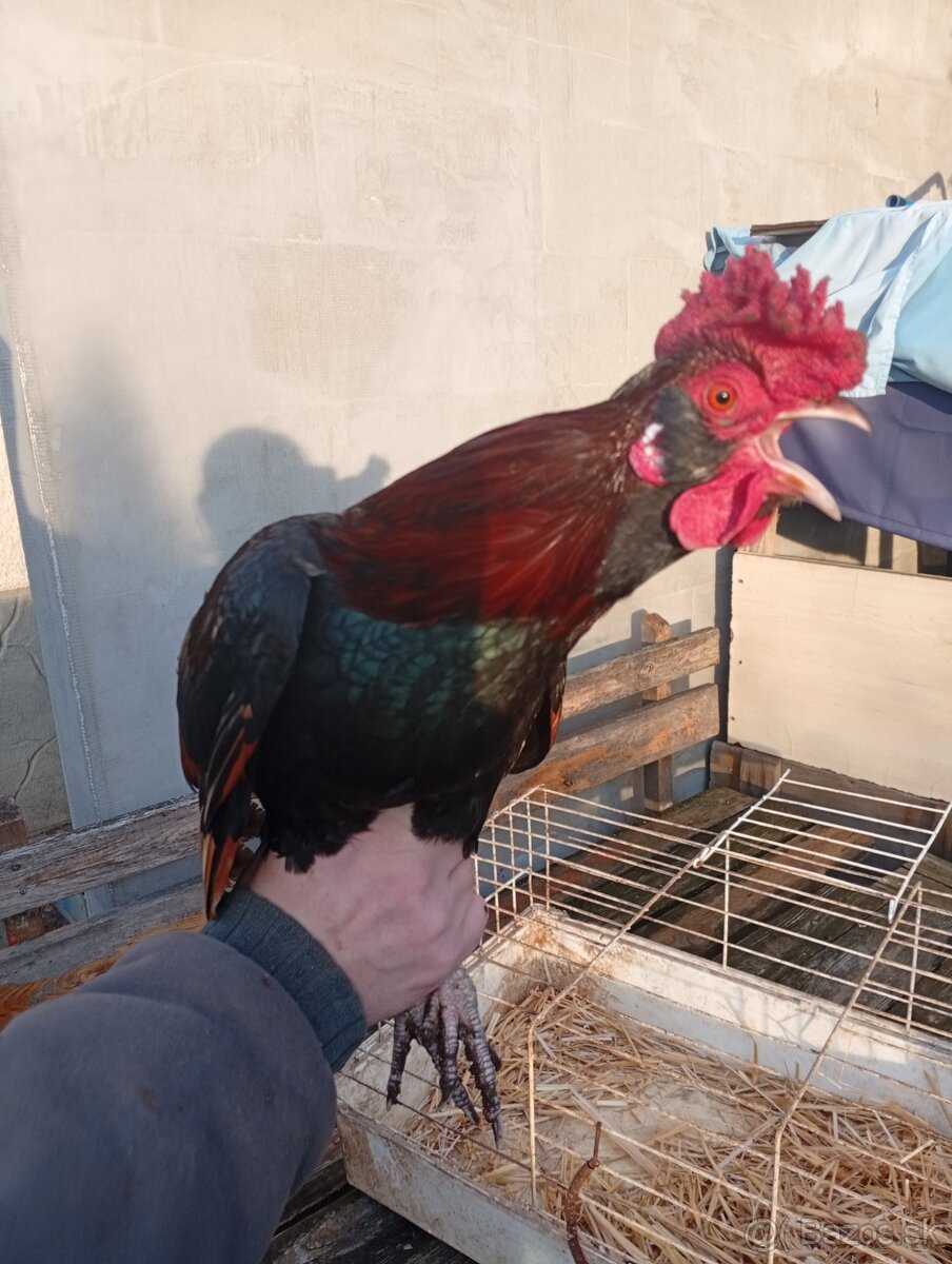 Na predaj kohuty - 4