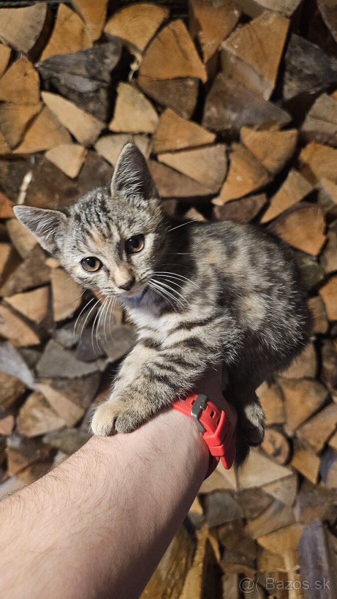 Darujem 2 mačiatka - 4