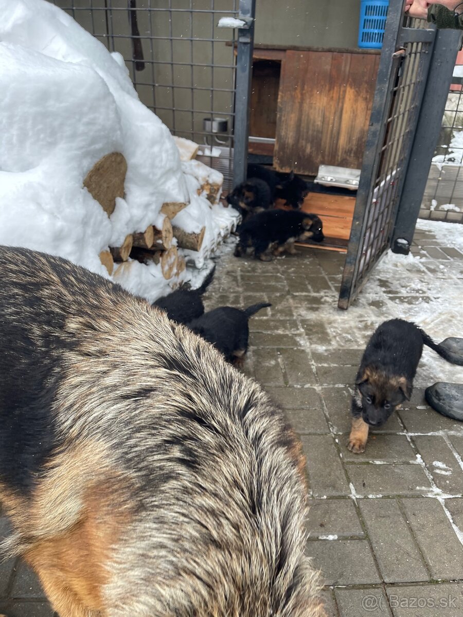 Nemecký ovčiak - 4