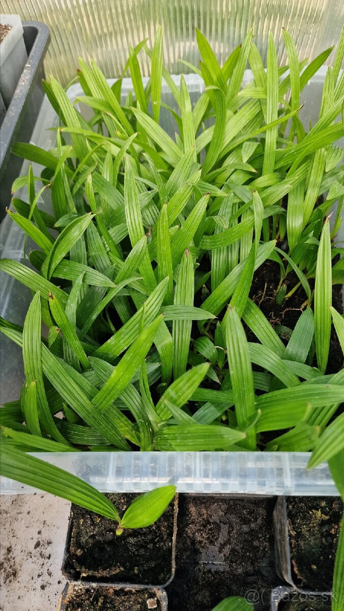 Sadenice palmy Trachycarpus takil x wagnerianus - 4