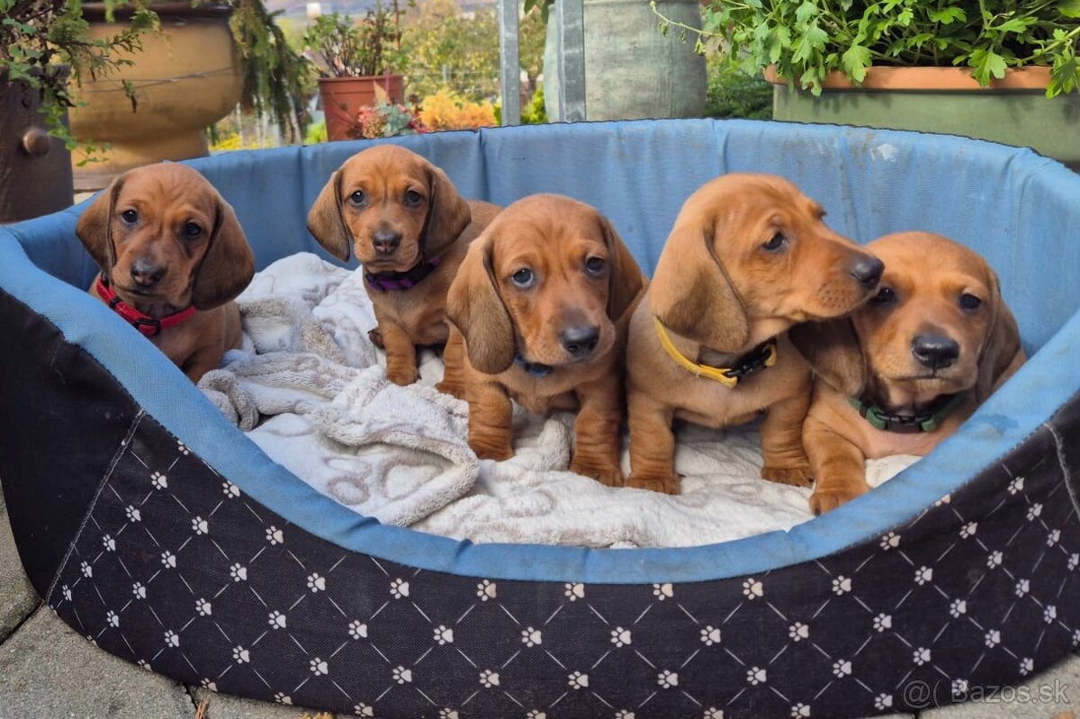 Jazvečík hladkosrstý štandardný s PP - 4