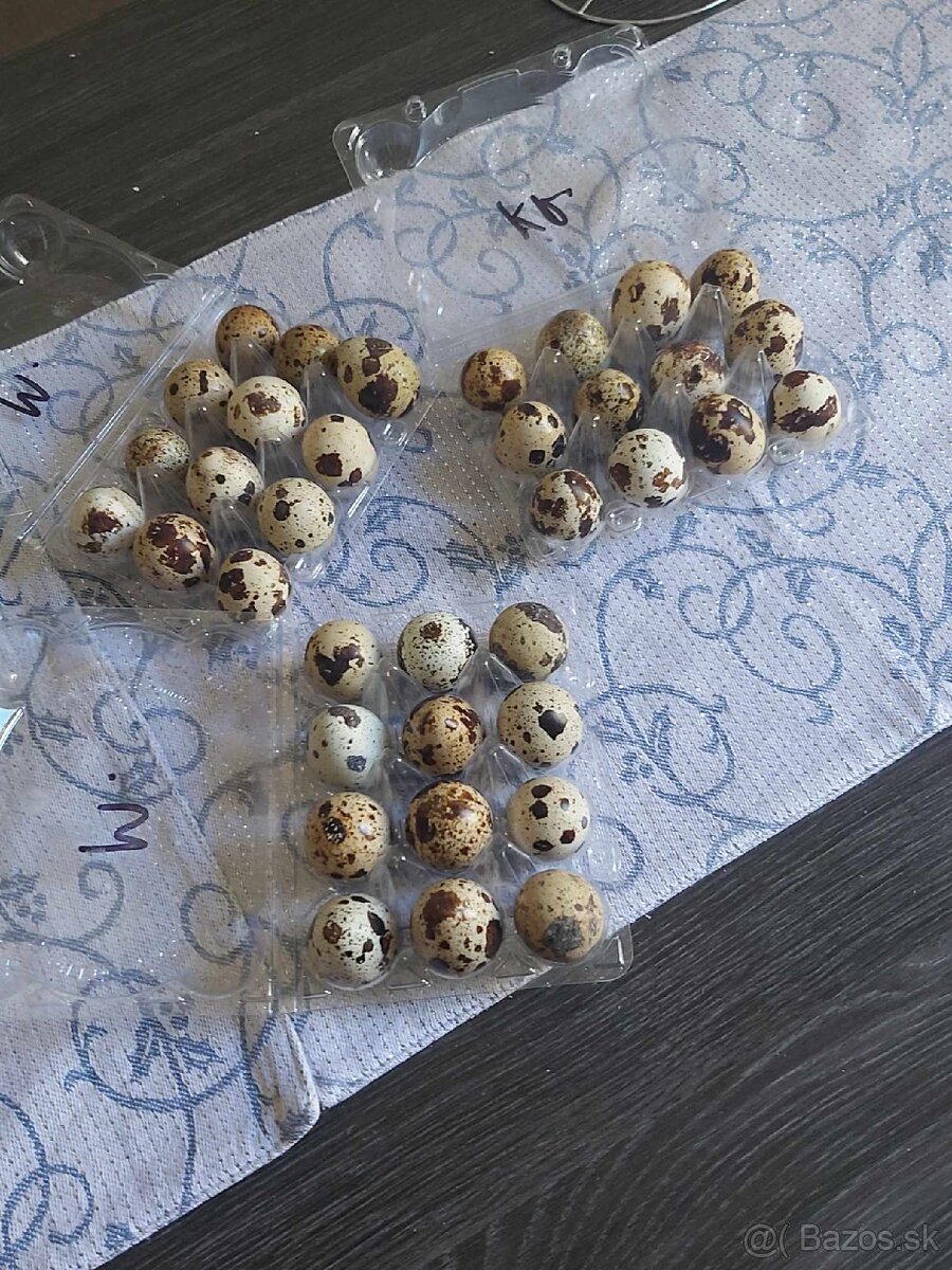 Prepeličie vajíčka - 4