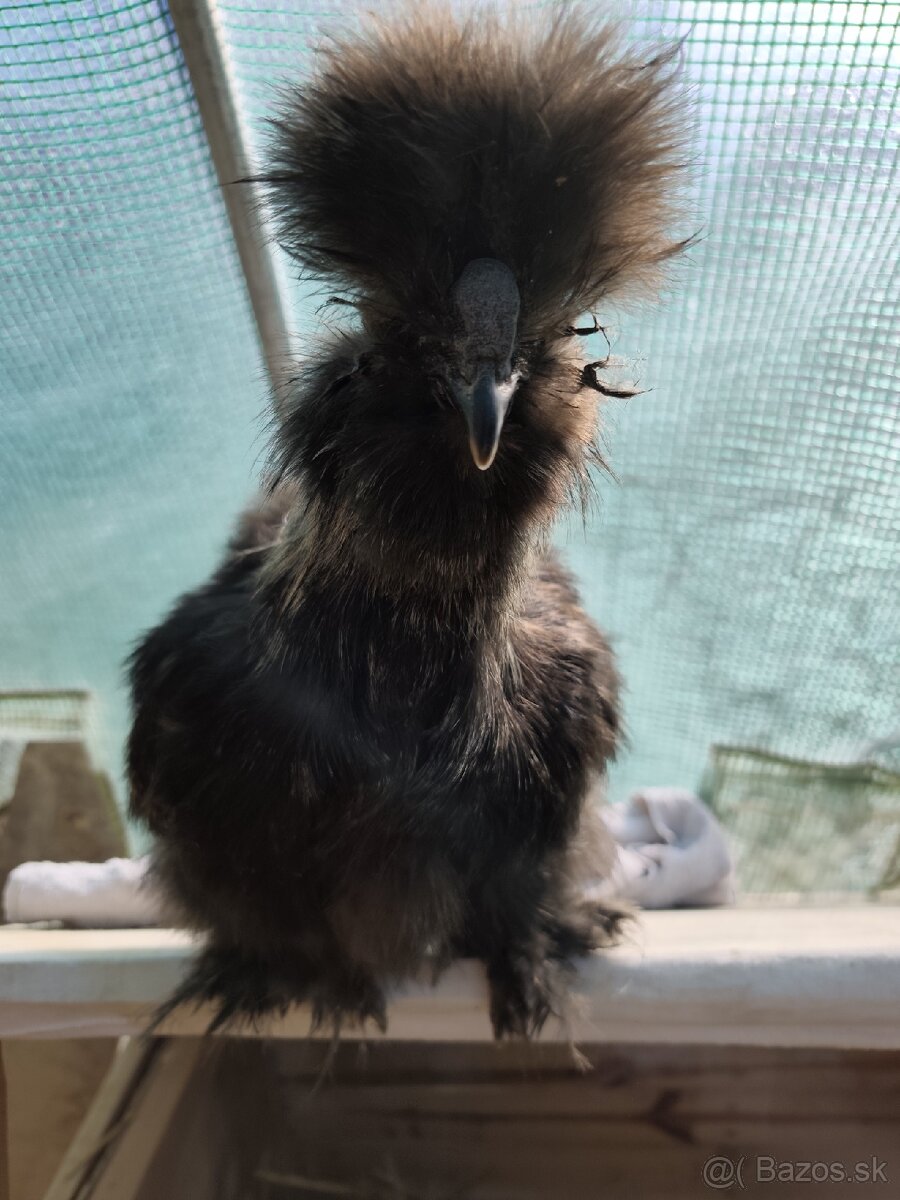 🐓Kohút Hodvabničky USA 🐓 - 4