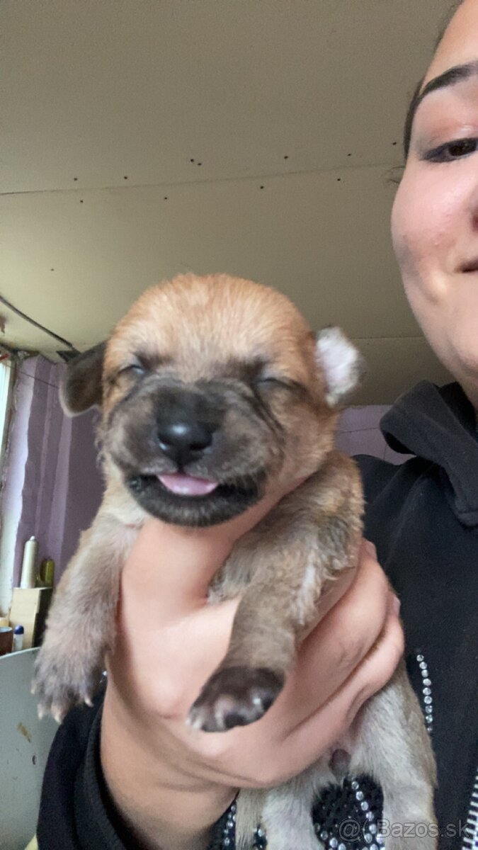 Predám šteniatka krížencov - 4