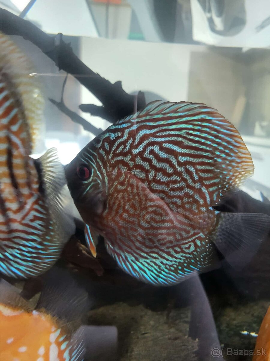 Tercovce,discusy - 4