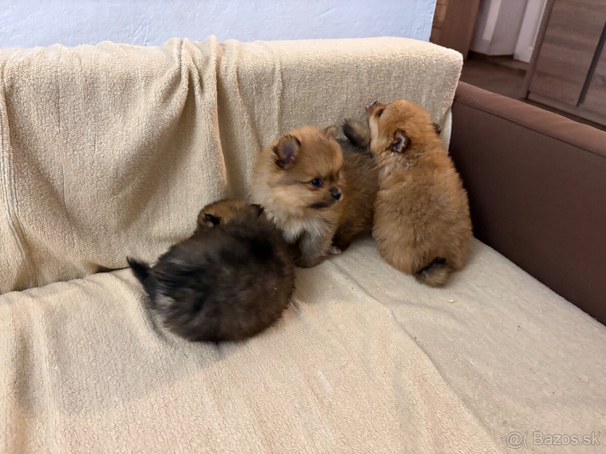 Predam pomeranian - 4