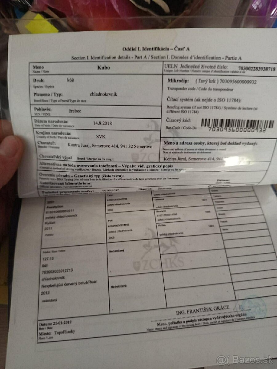 Predám ťažného žrebca - 4