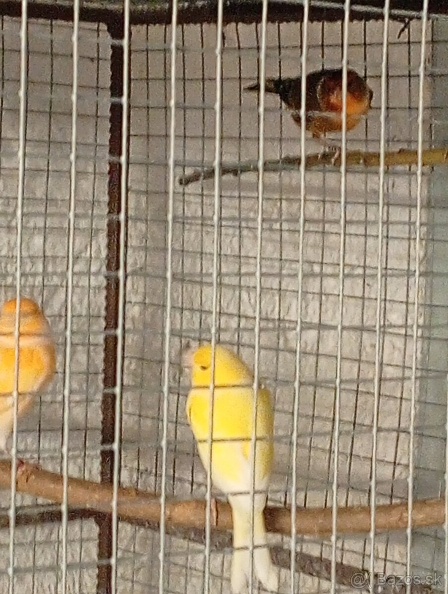 predám kanariky - 4
