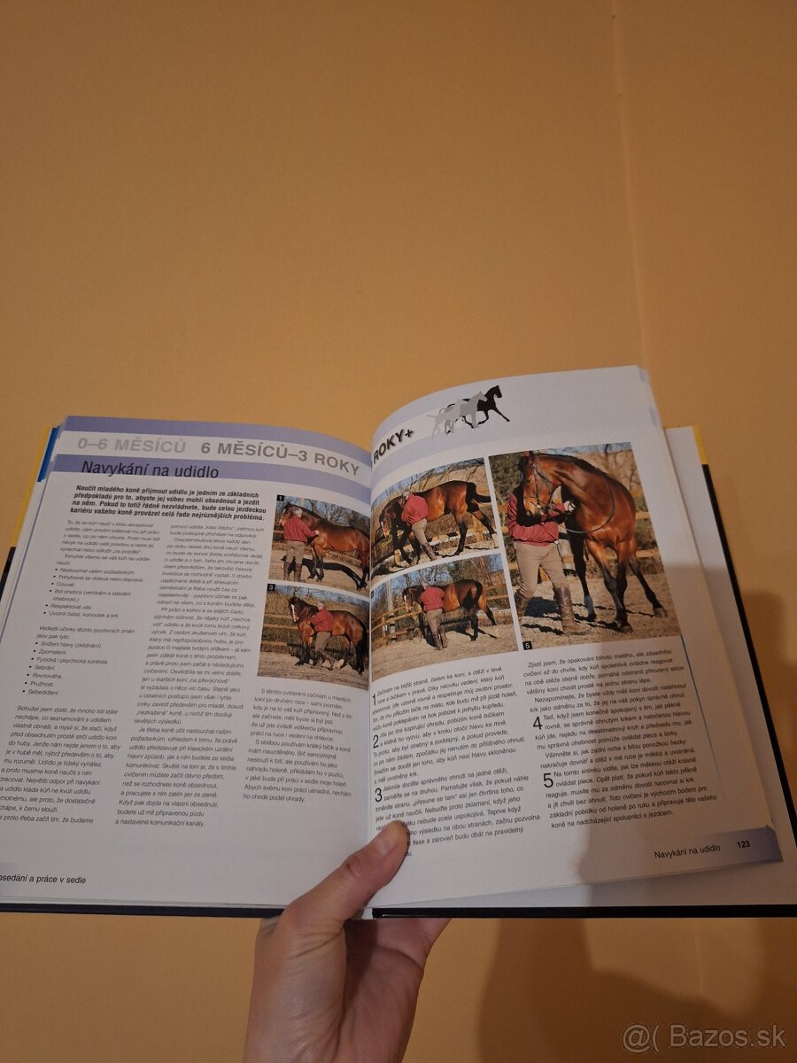 Výcvik mladeho kone - 4