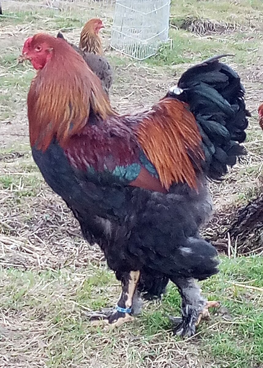 NV Brahmanka jarabičia veľká - 4