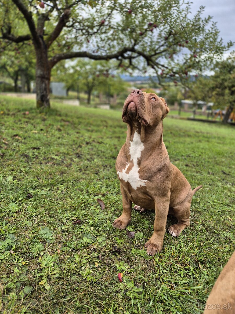 American bully XL - 4