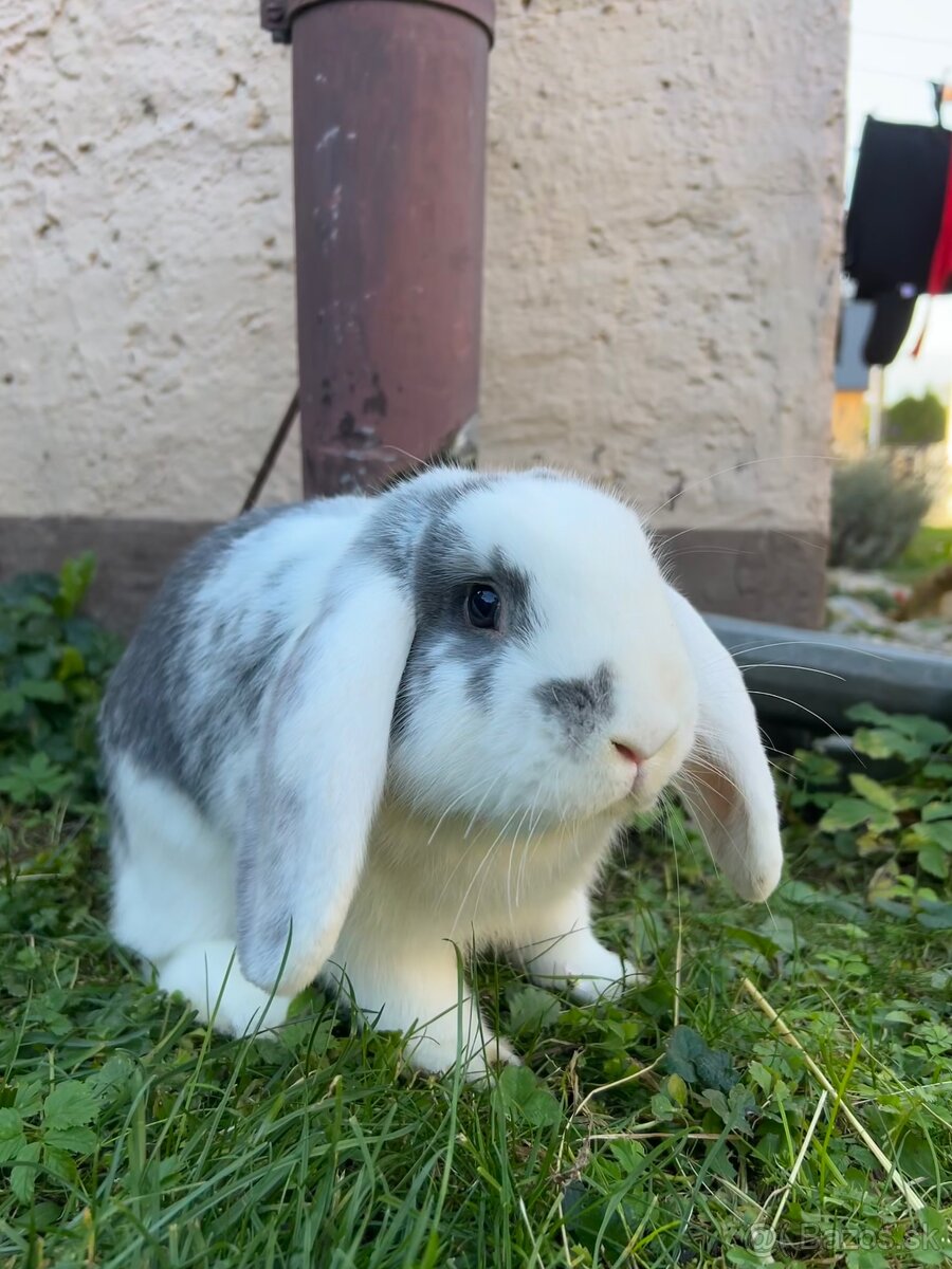 Zakrsly králik - 4