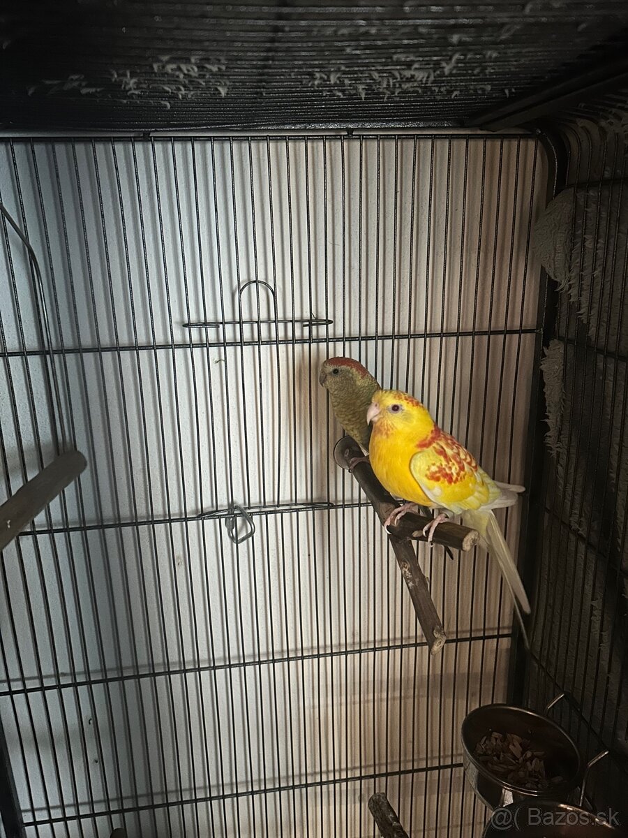 Papagáj spevavý - 4