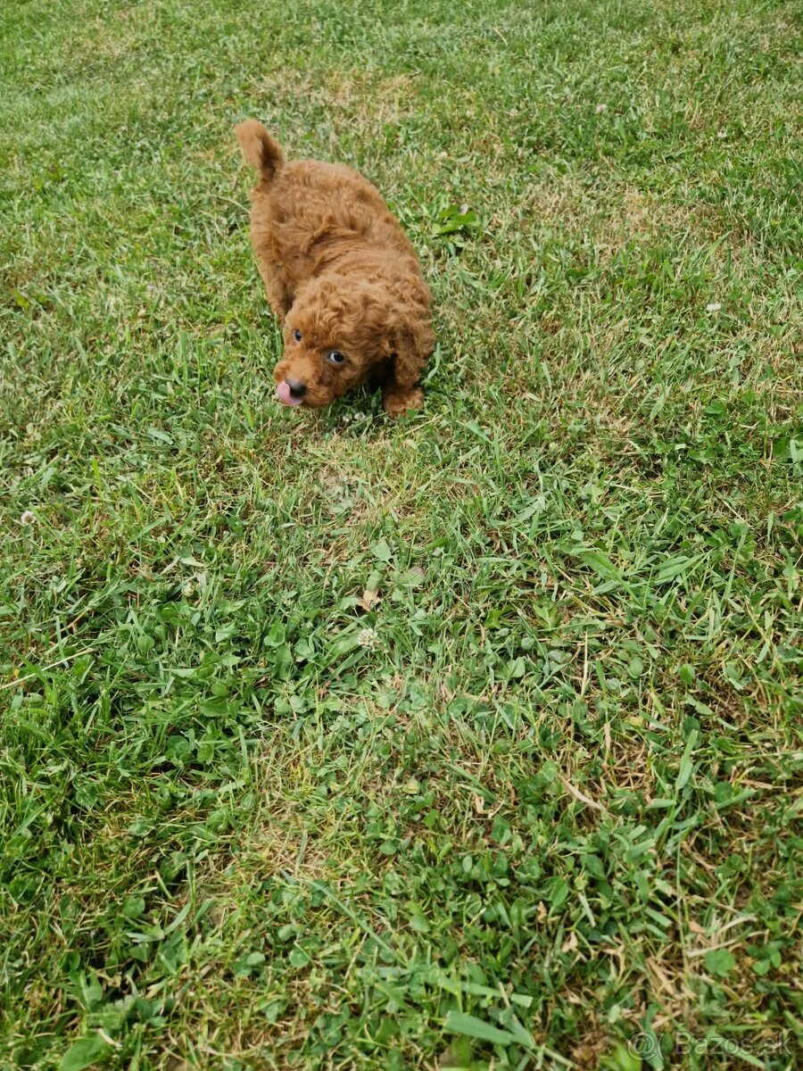 Pudel - 4