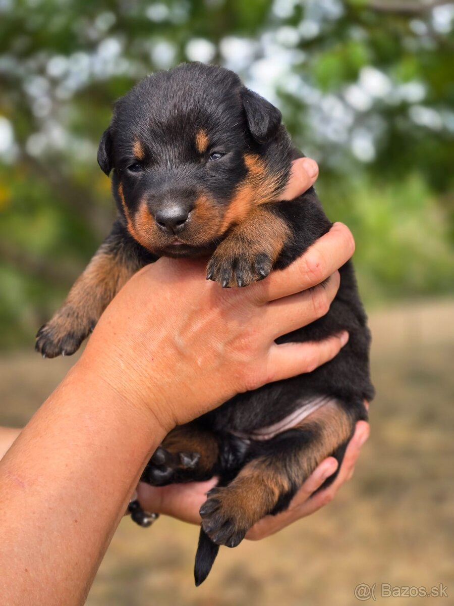 Beauceron s PP - 4
