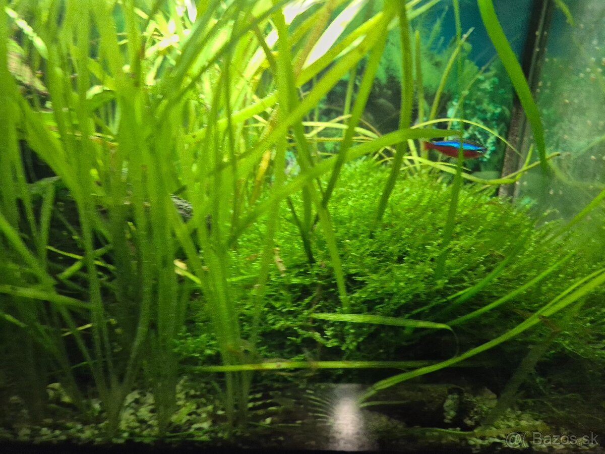 Akvárium 60 l - 4