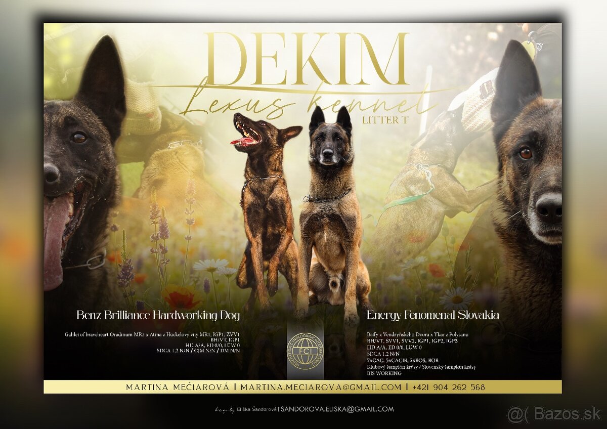 Belgicky ovčiak s PP - 4