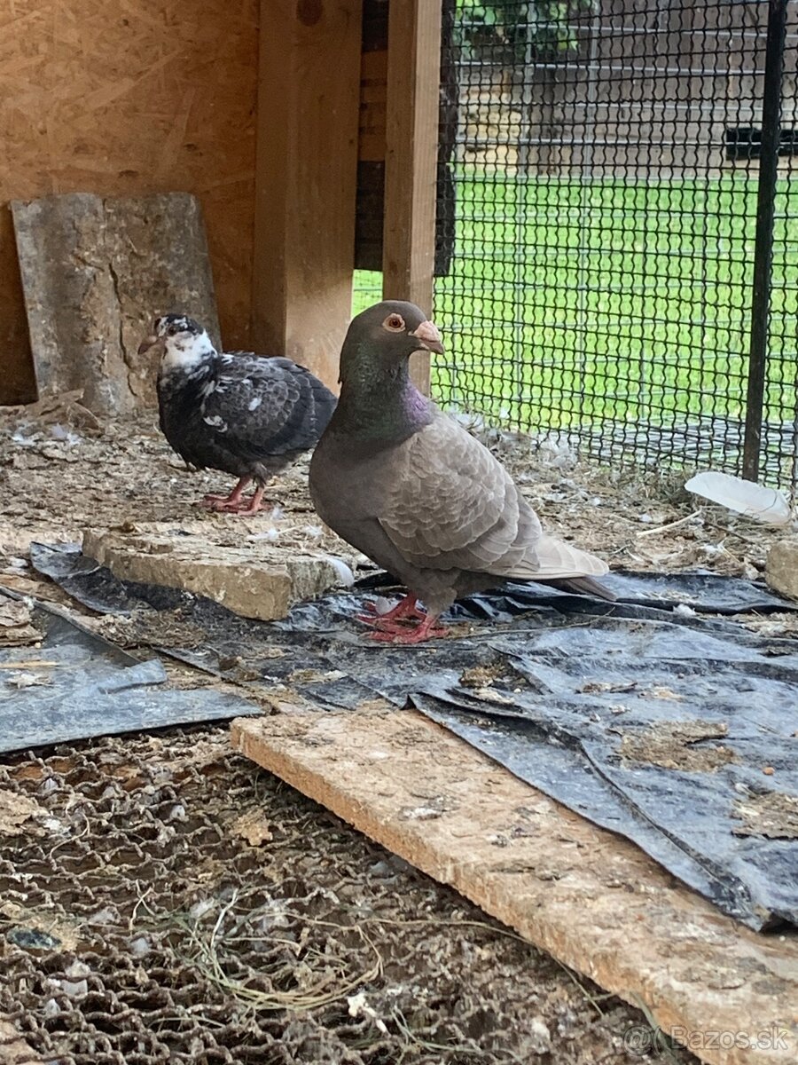 Predám holuby - 4