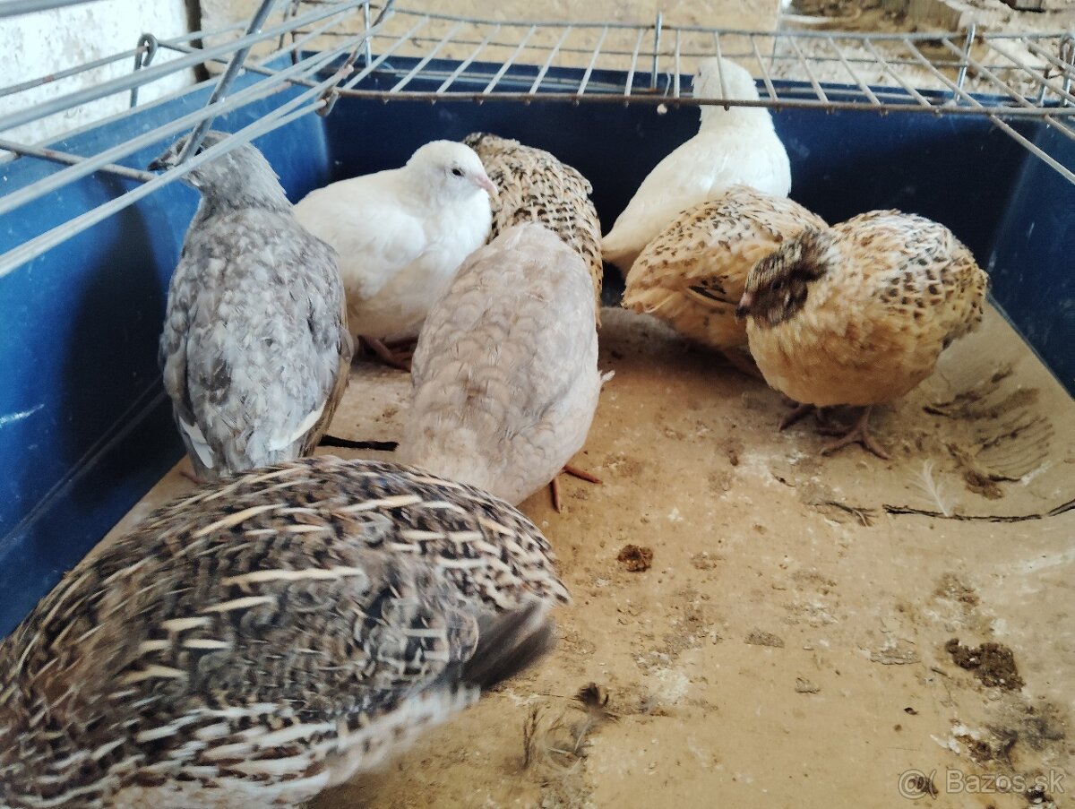 Predám japonské prepelice - 4