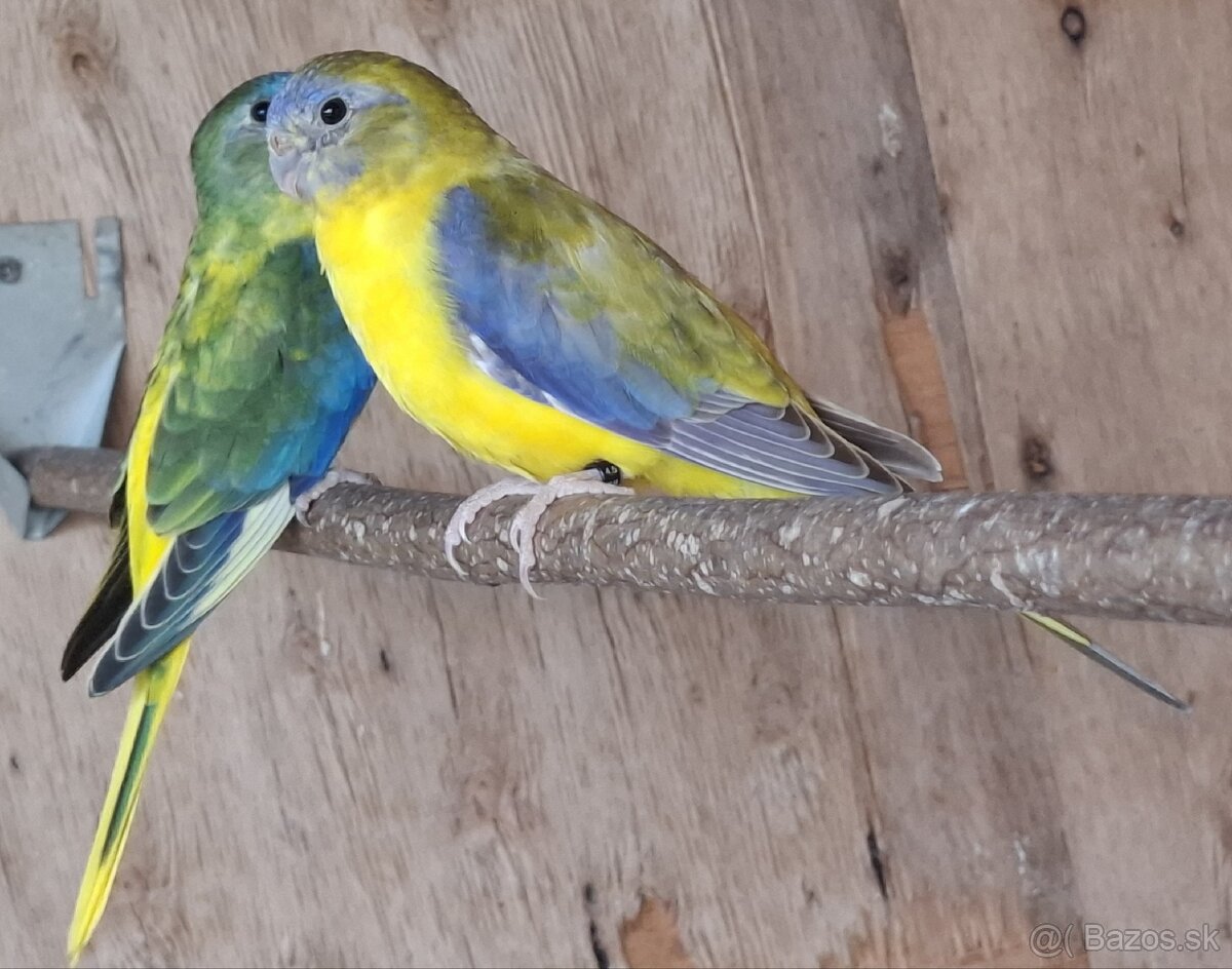 Neoféma tyrkysová žltobruchý škoricový opalín - 4