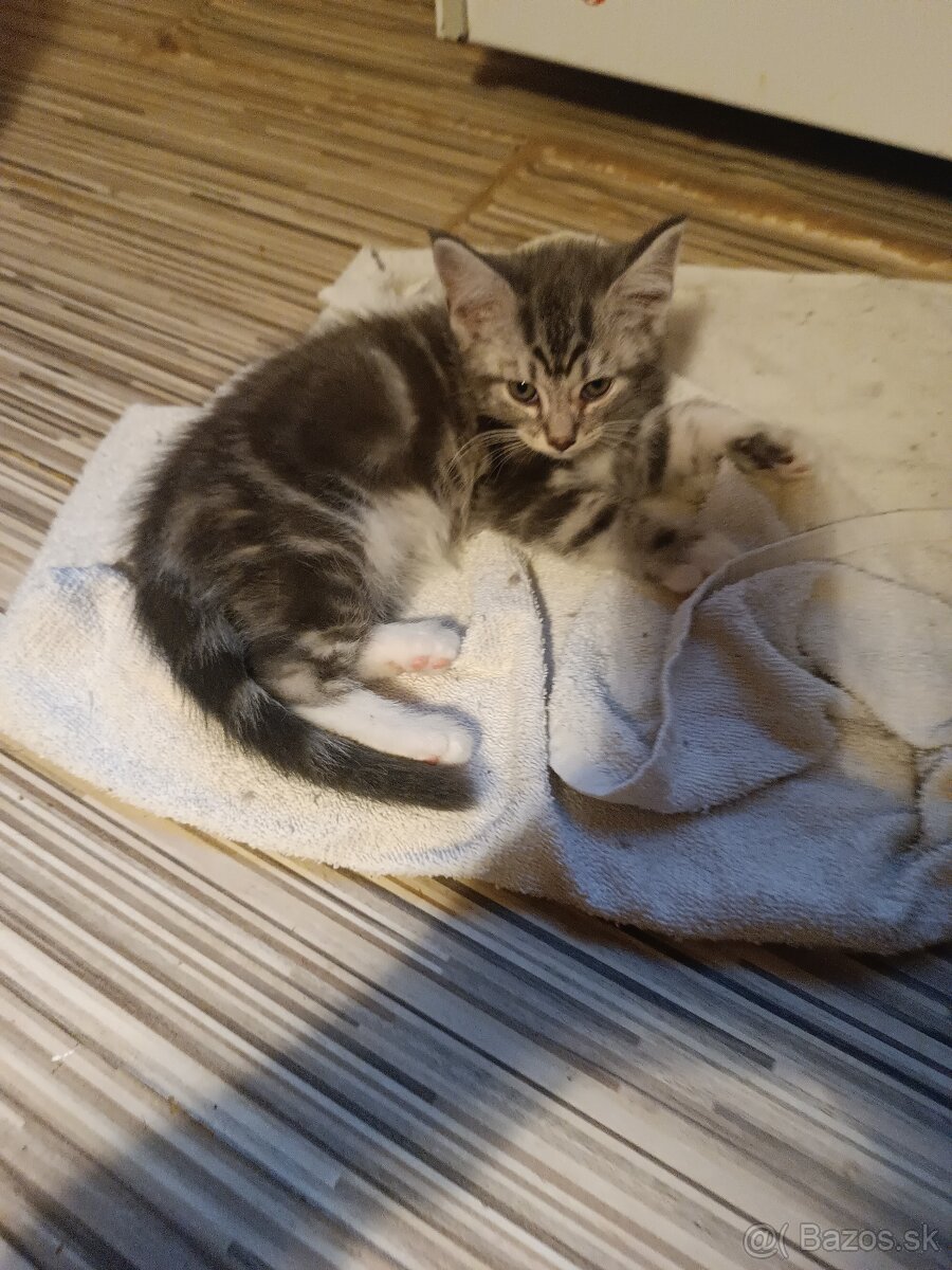 Britske maciatka - 4