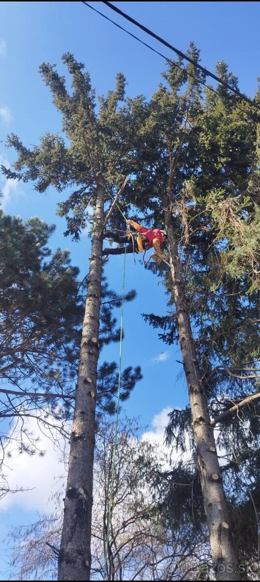 Výruby a orezy stromov - 4