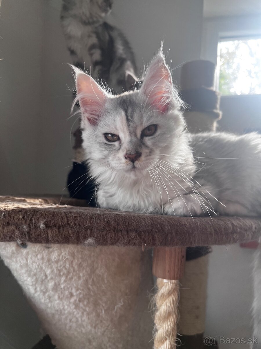 maciatko maine coon s PP Frost - 4