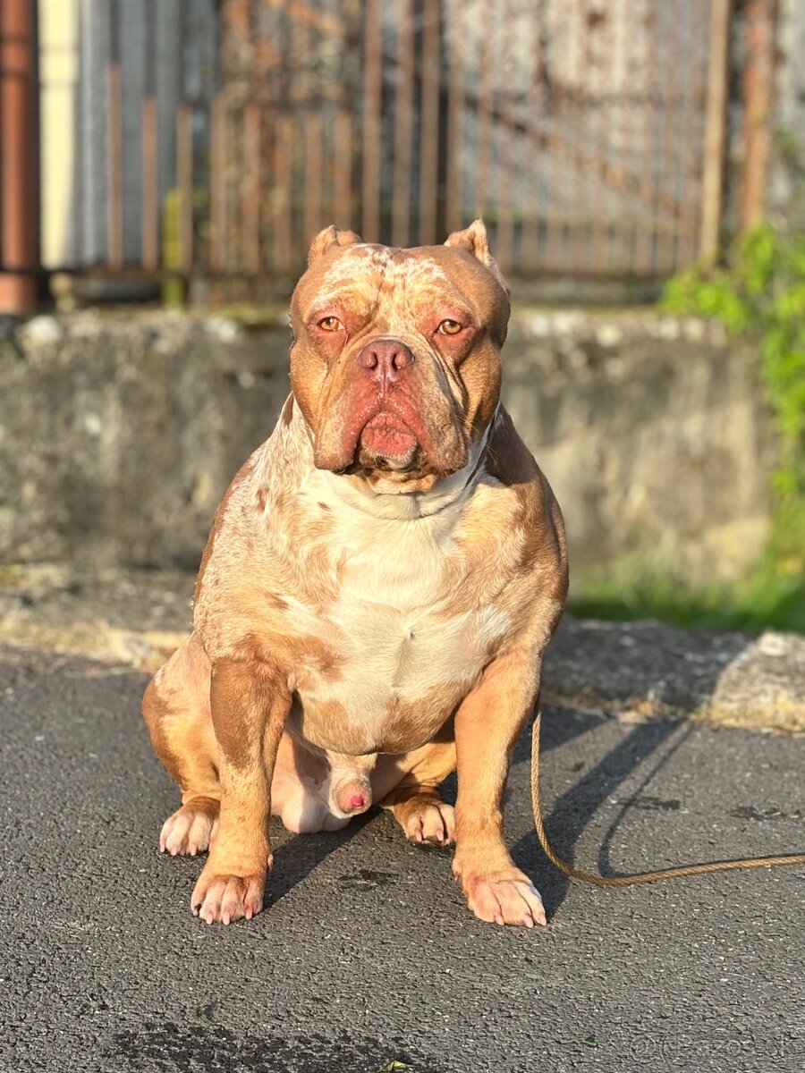 American Bully - 4