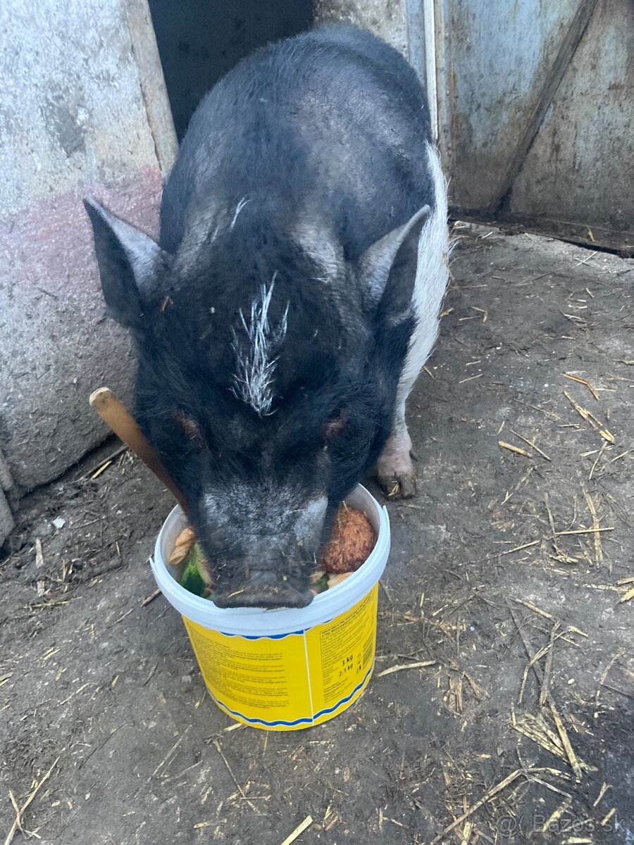 Vietnamské prasa - 4