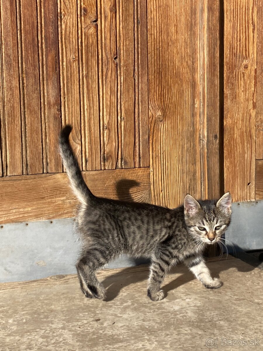 Darujem mačiatka - 4