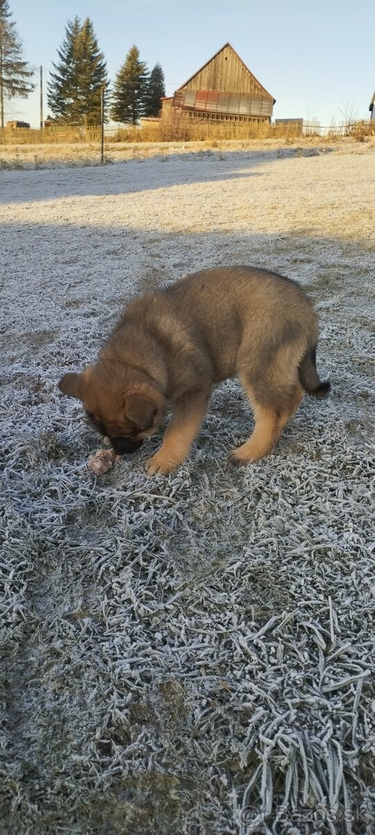 Darujem psyky nemecky ovciak-križene - 4