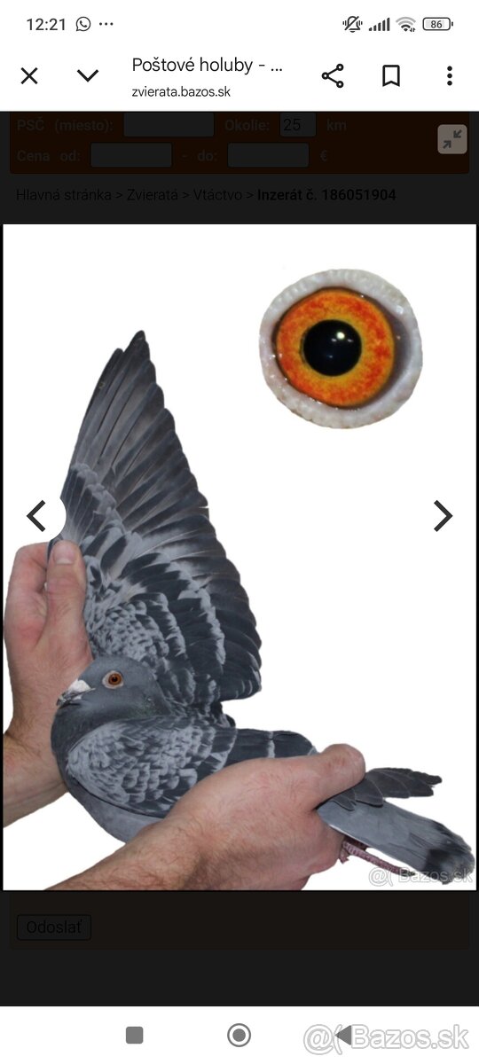 Poštové holuby - 4