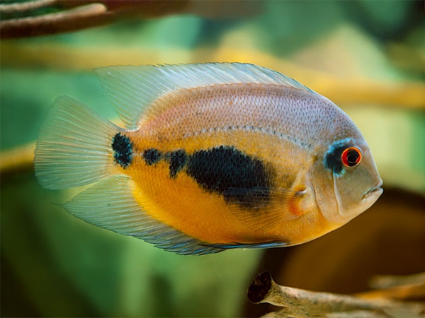 sermaprochilodus tanierus+mix - 4