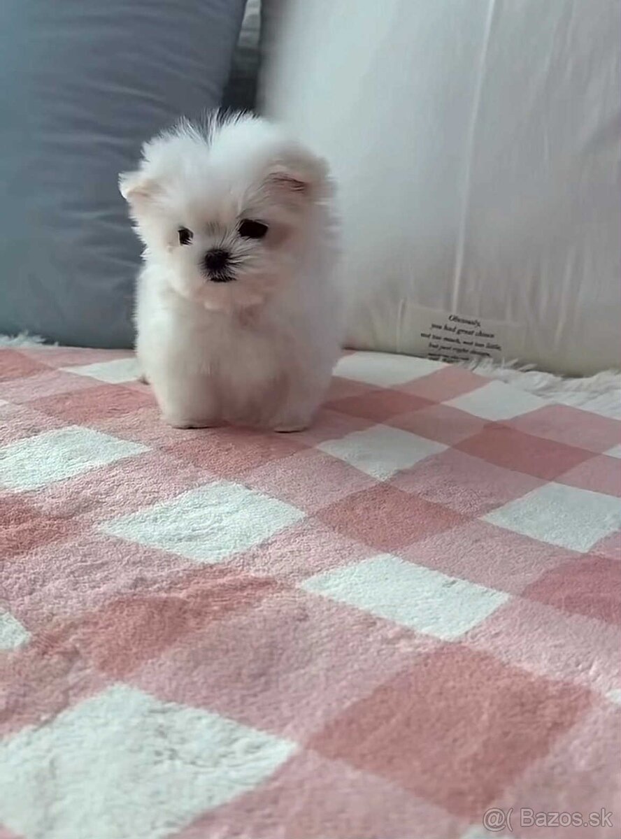 Mini Maltezák - 4