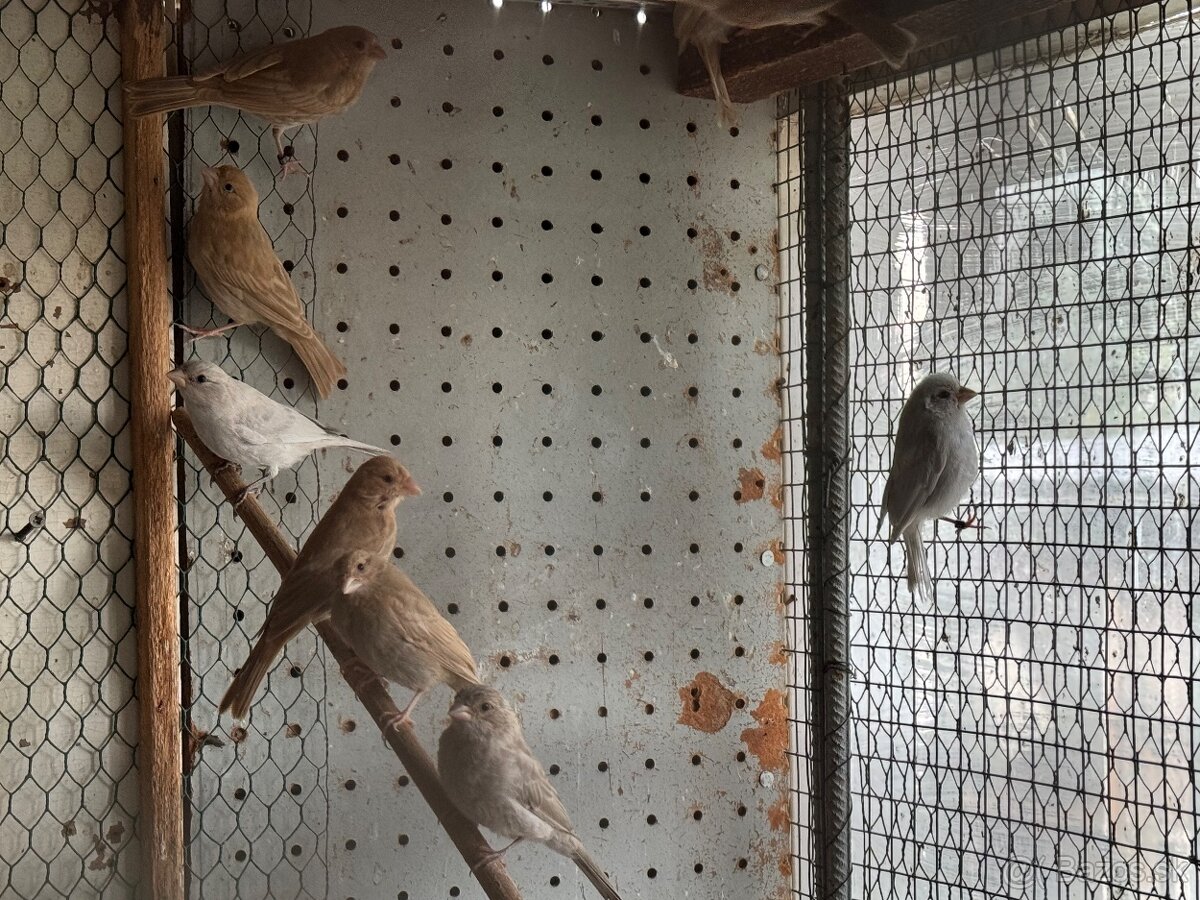 Predám kanárikov a mexických hýľov - 4