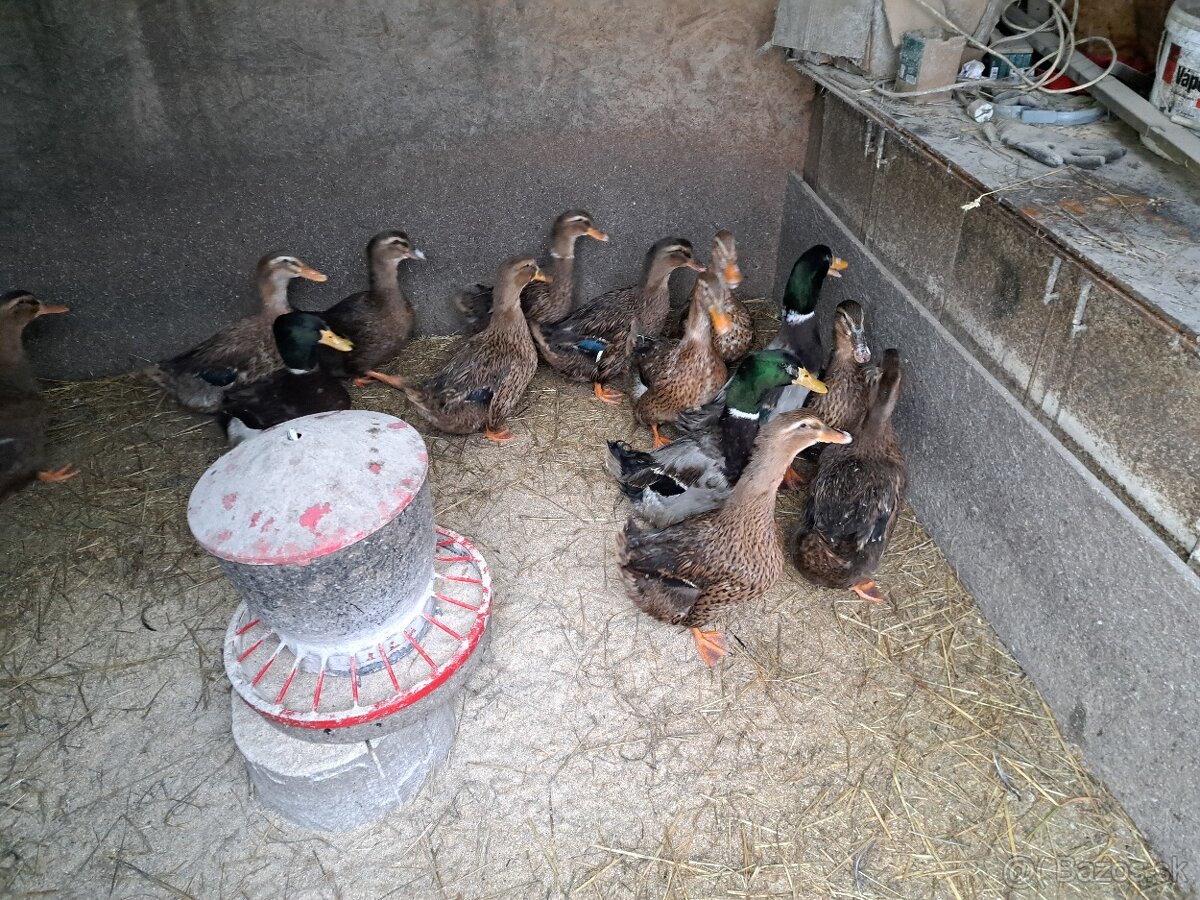 Ruánska kačica - 4