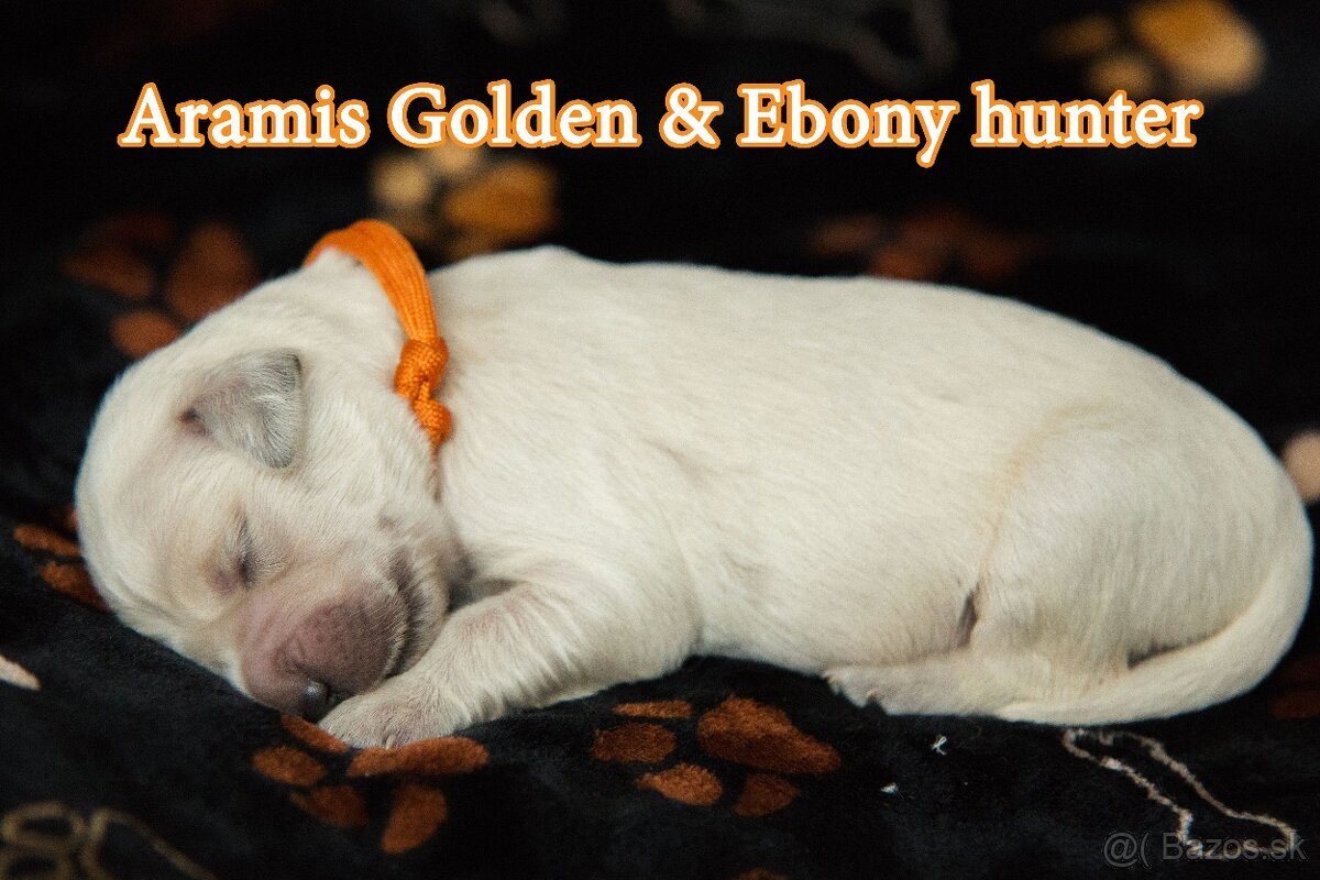 Zlatý retriever - 4