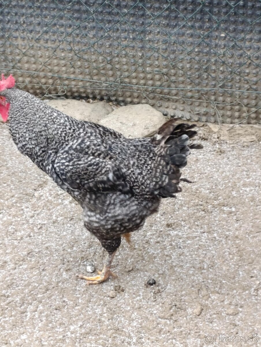Kohút 🐓 - 4