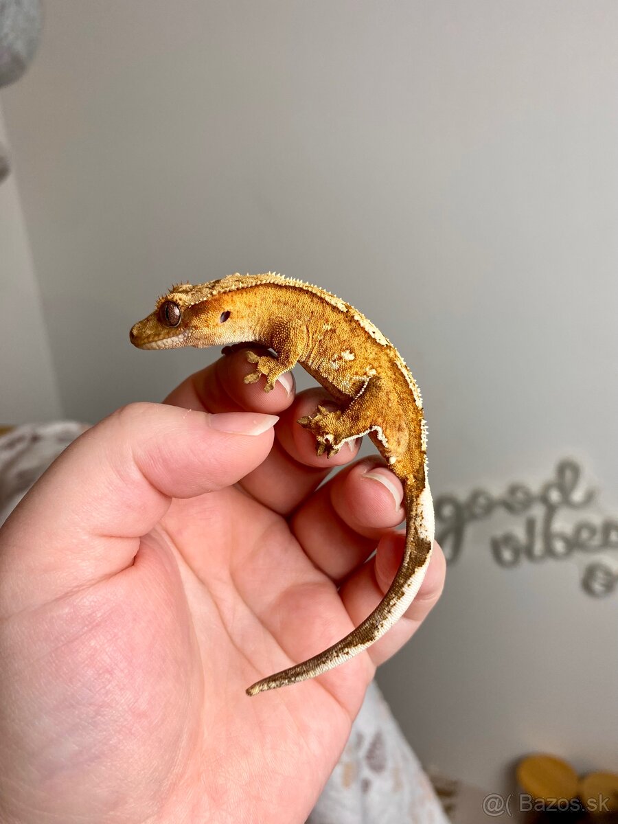 Pagekon riasnaty - 4