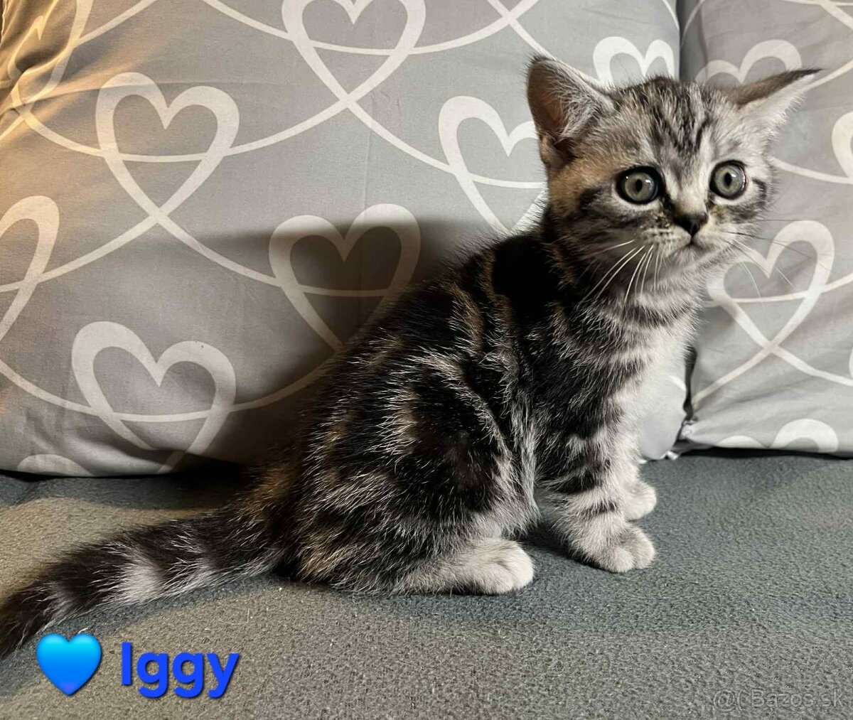 Britské whiskas mačiatka s PP - 4