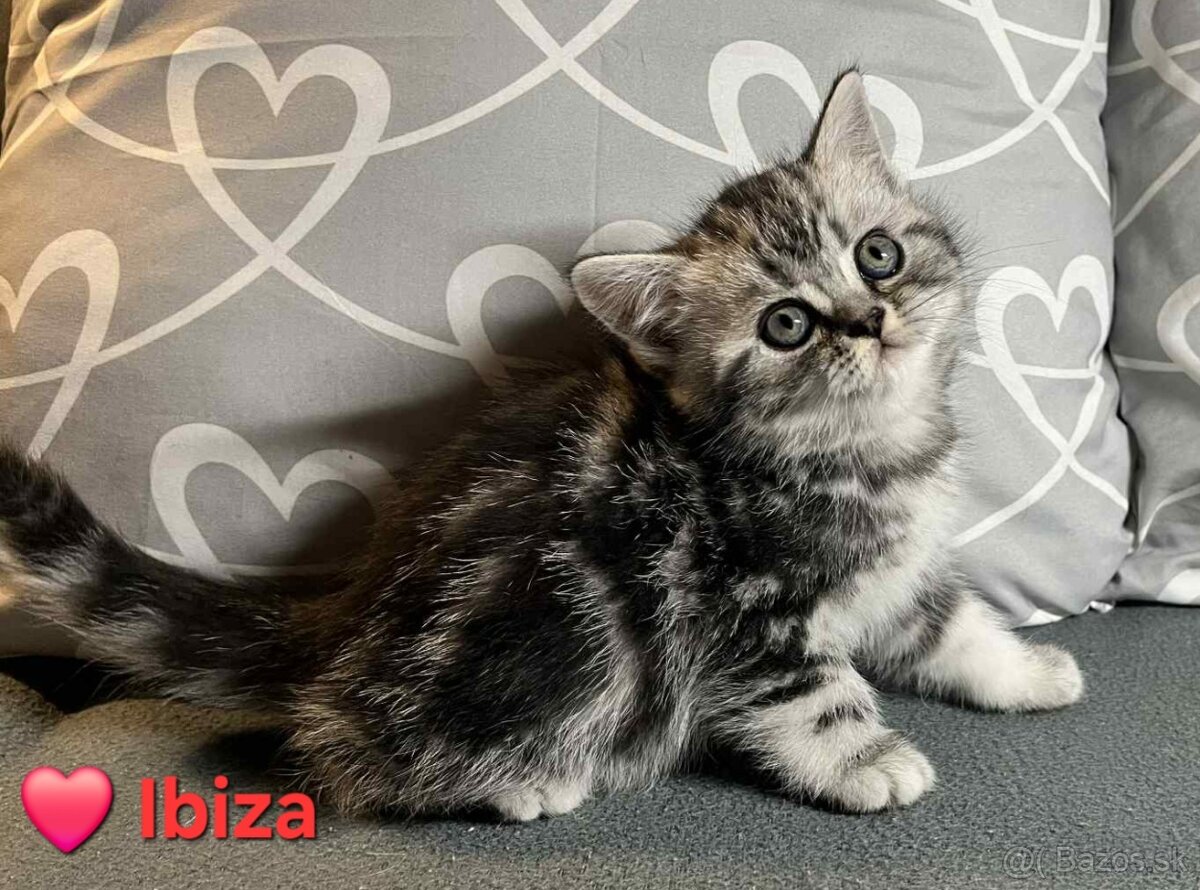 Britské whiskas mačiatka s PP - 4