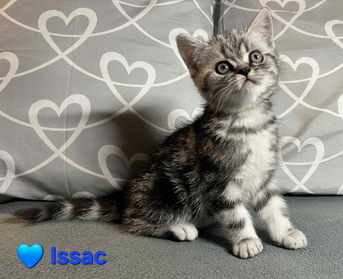 Britské whiskas mačiatka s PP - 4