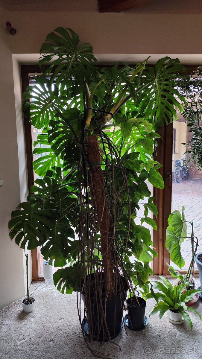 Monstera deliciosa - 4
