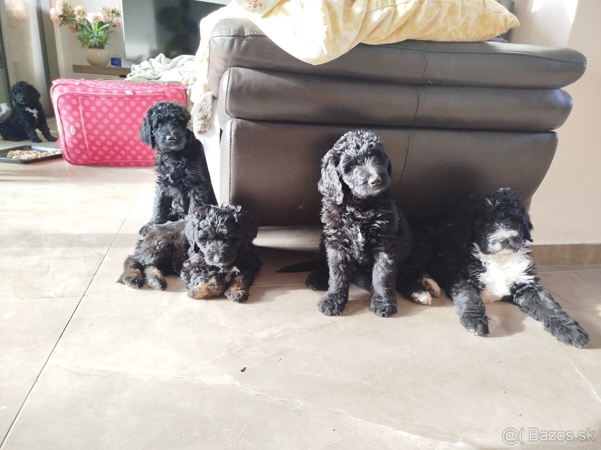 Predám šteniatka Labradoodle - 4
